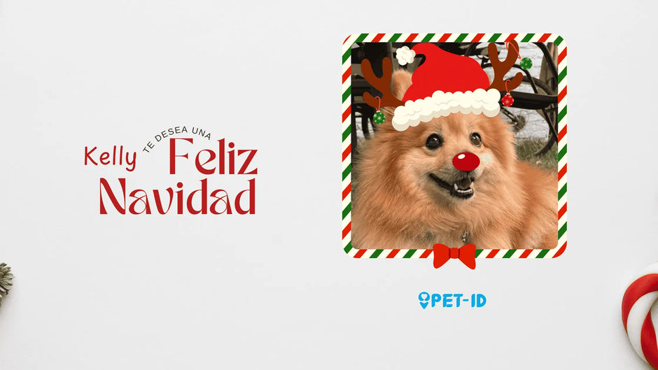 🎄✨ ¡Connect da la bienvenida a la Navidad! 🎅🐾